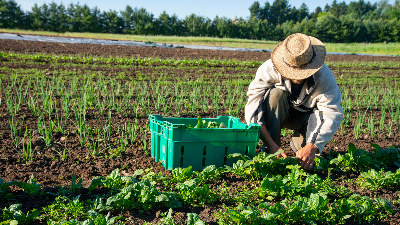 Volunteers working in a community garden